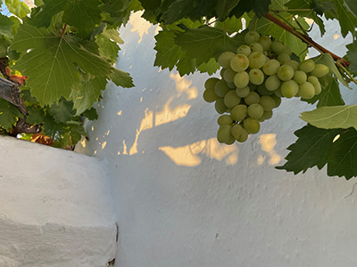 Image of grapes growing at Henry's Amorgos house in Langatha, langada, Lankada